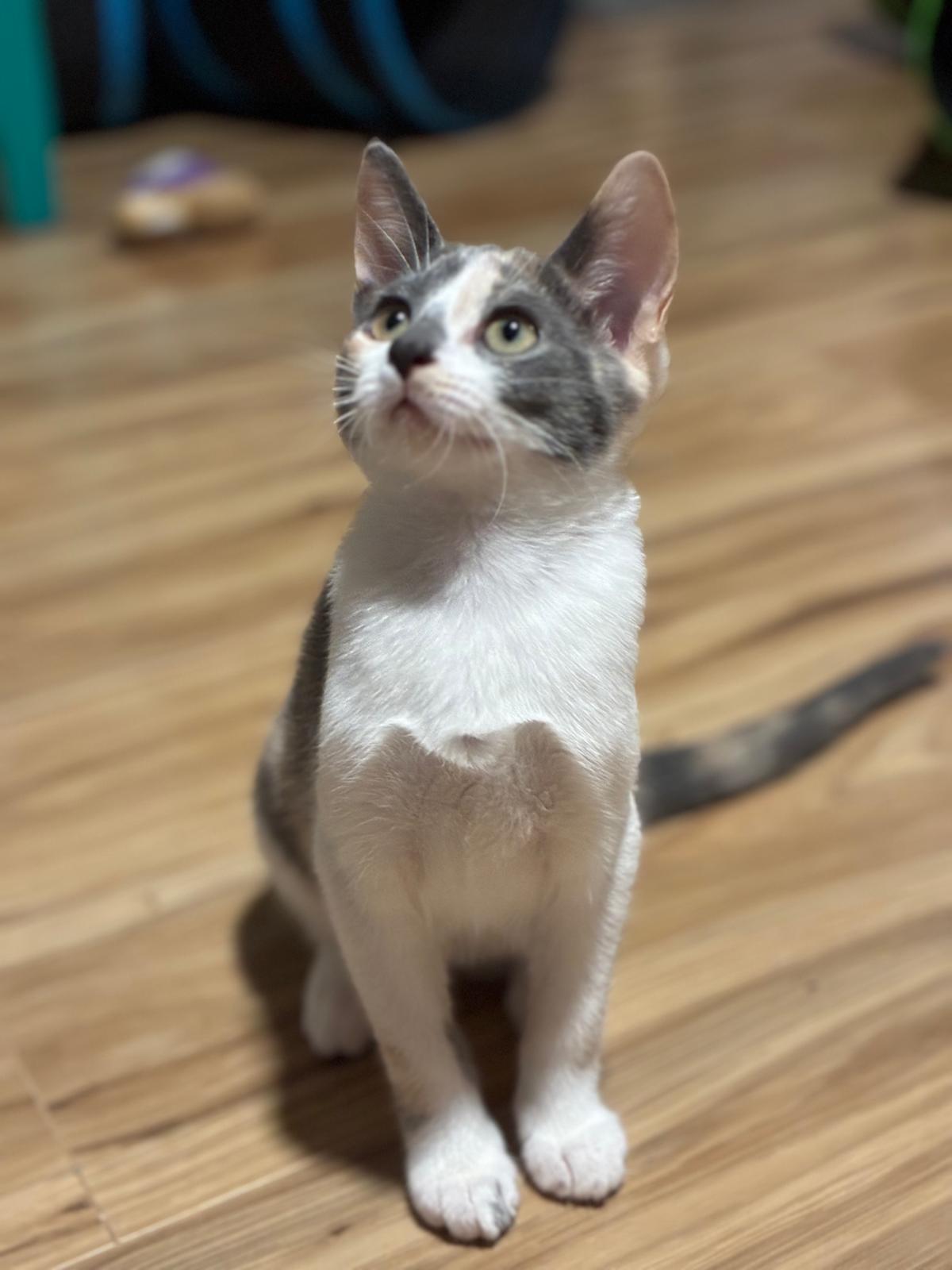 Enlarge Mayhem, a Adopted Dilute Calico in Sandy Springs, GA image 6/6