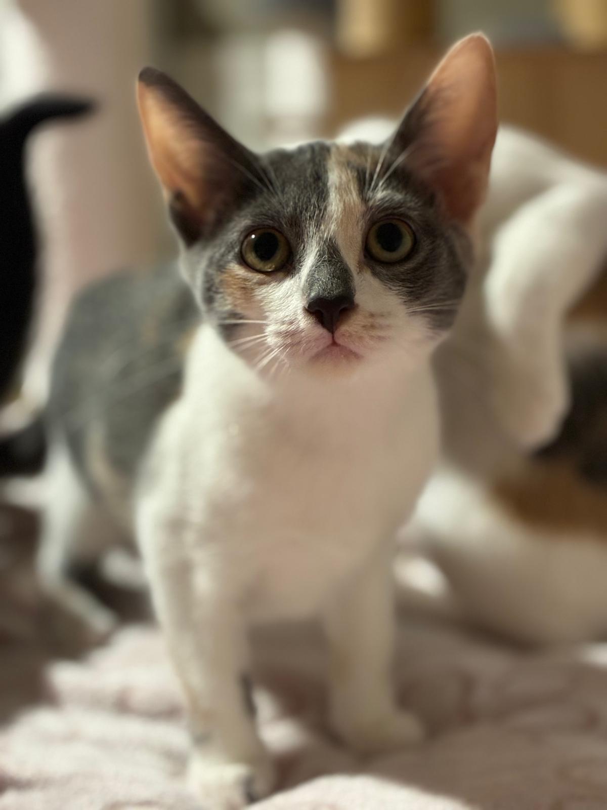Enlarge Mayhem, a Adopted Dilute Calico in Sandy Springs, GA image 5/6