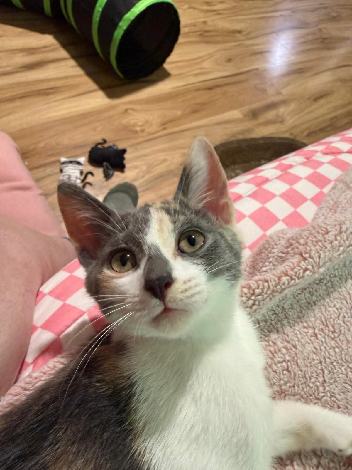 Enlarge Mayhem, a Adopted Dilute Calico in Sandy Springs, GA image 3/6
