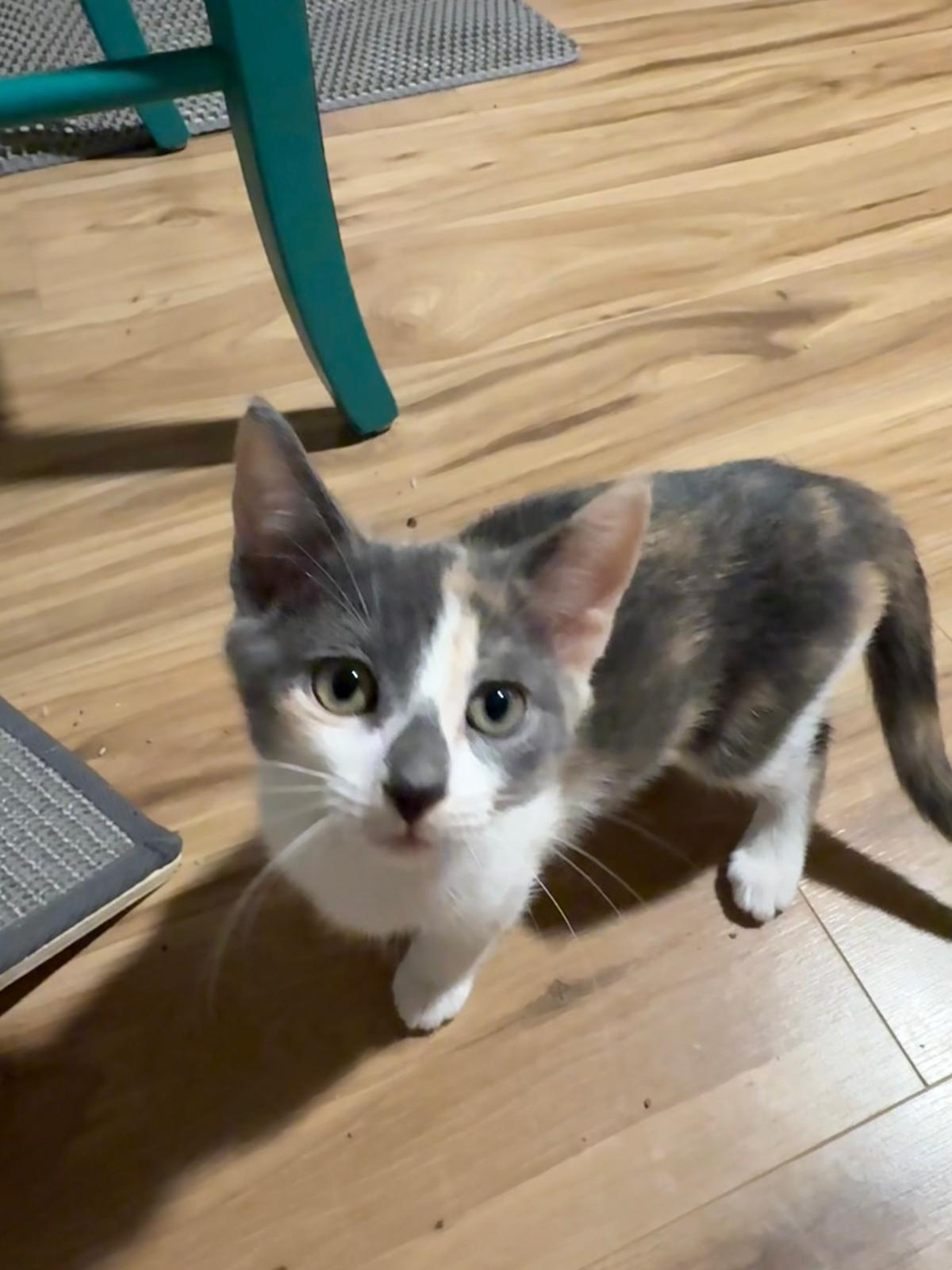Enlarge Mayhem, a Adopted Dilute Calico in Sandy Springs, GA image 1/6