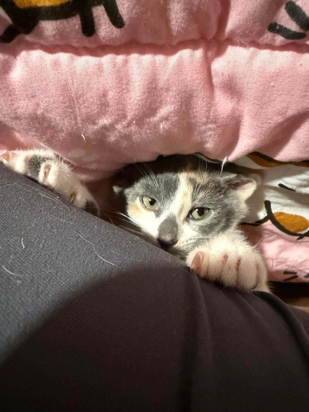 Enlarge Mayhem, a Adopted Dilute Calico in Sandy Springs, GA image 2/6