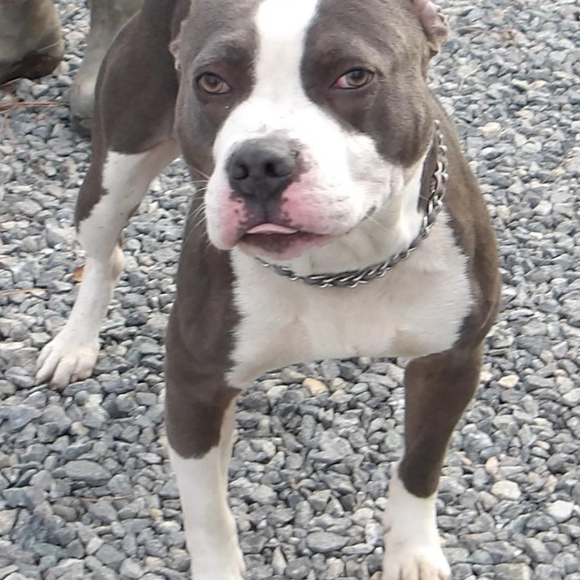 Gucci, a ADOPTABLE Pit Bull Terrier in Gloucester, VA image 3/4