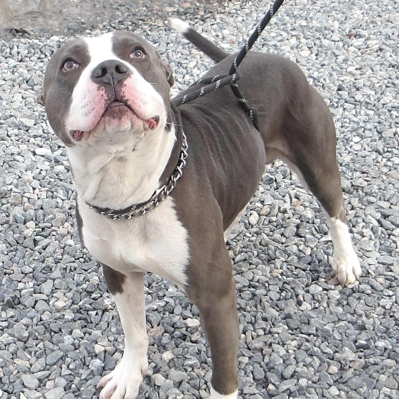 Gucci, a ADOPTABLE Pit Bull Terrier in Gloucester, VA image 2/4