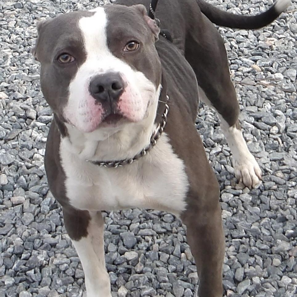 Gucci, a ADOPTABLE Pit Bull Terrier in Gloucester, VA image 1/4