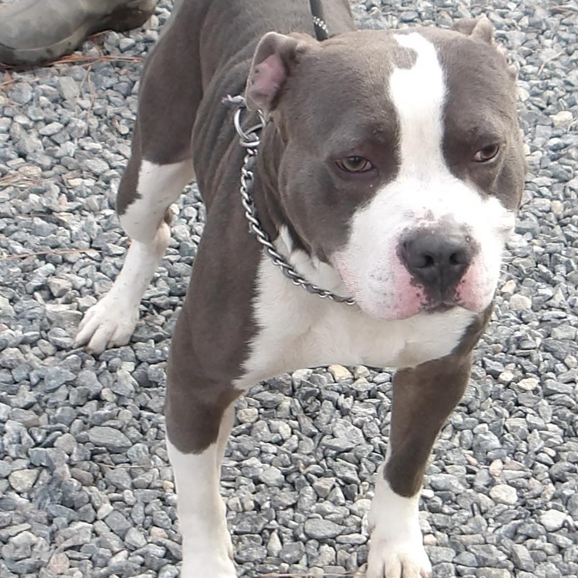 Gucci, a ADOPTABLE Pit Bull Terrier in Gloucester, VA image 4/4