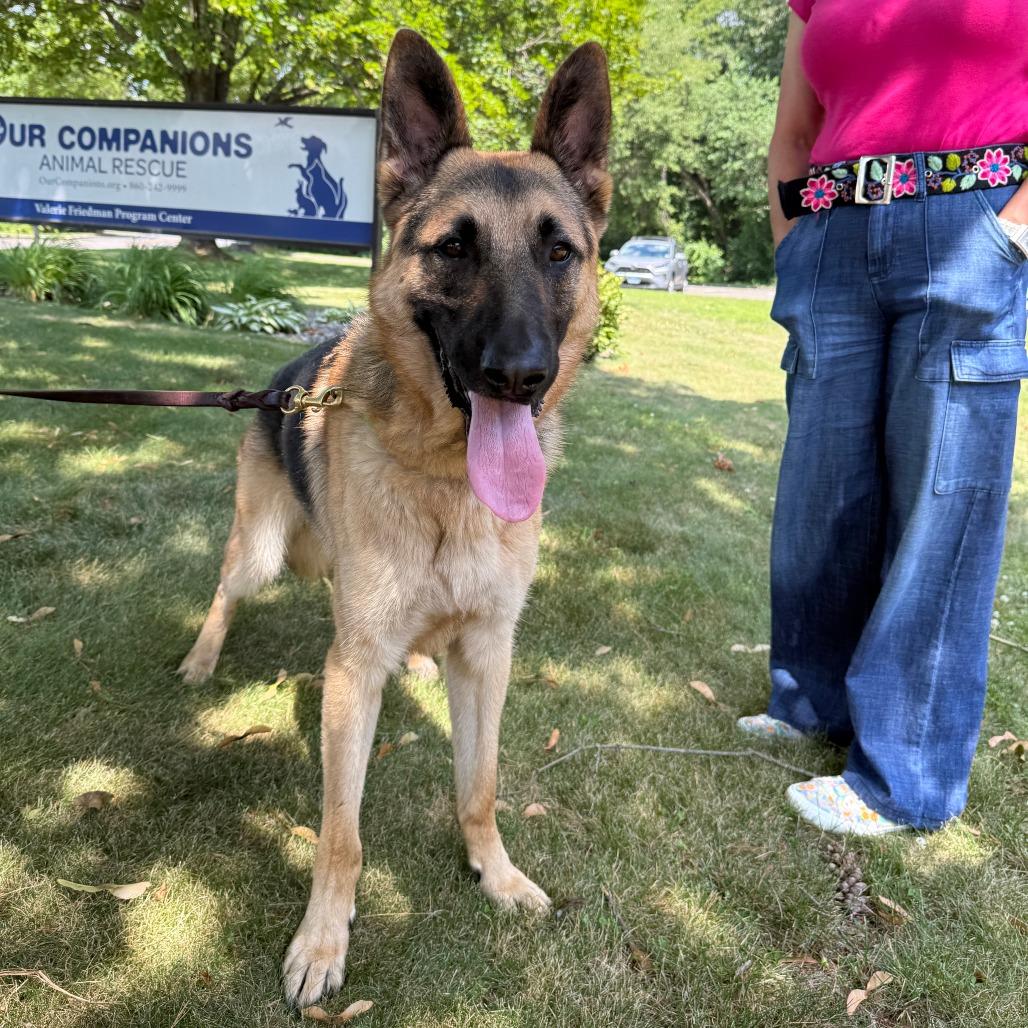 Rocco, Adoptable, Adult Male German Shepherd Dog.