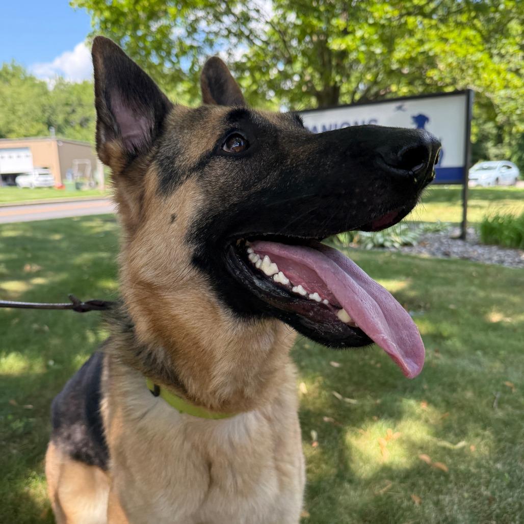 Rocco, a Adoptable German Shepherd Dog in Birdsboro, PA image 2/6