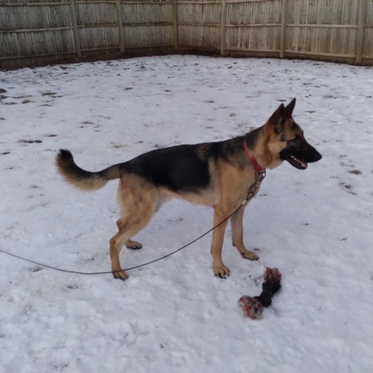 Rocco, a Adoptable German Shepherd Dog in Birdsboro, PA image 6/6