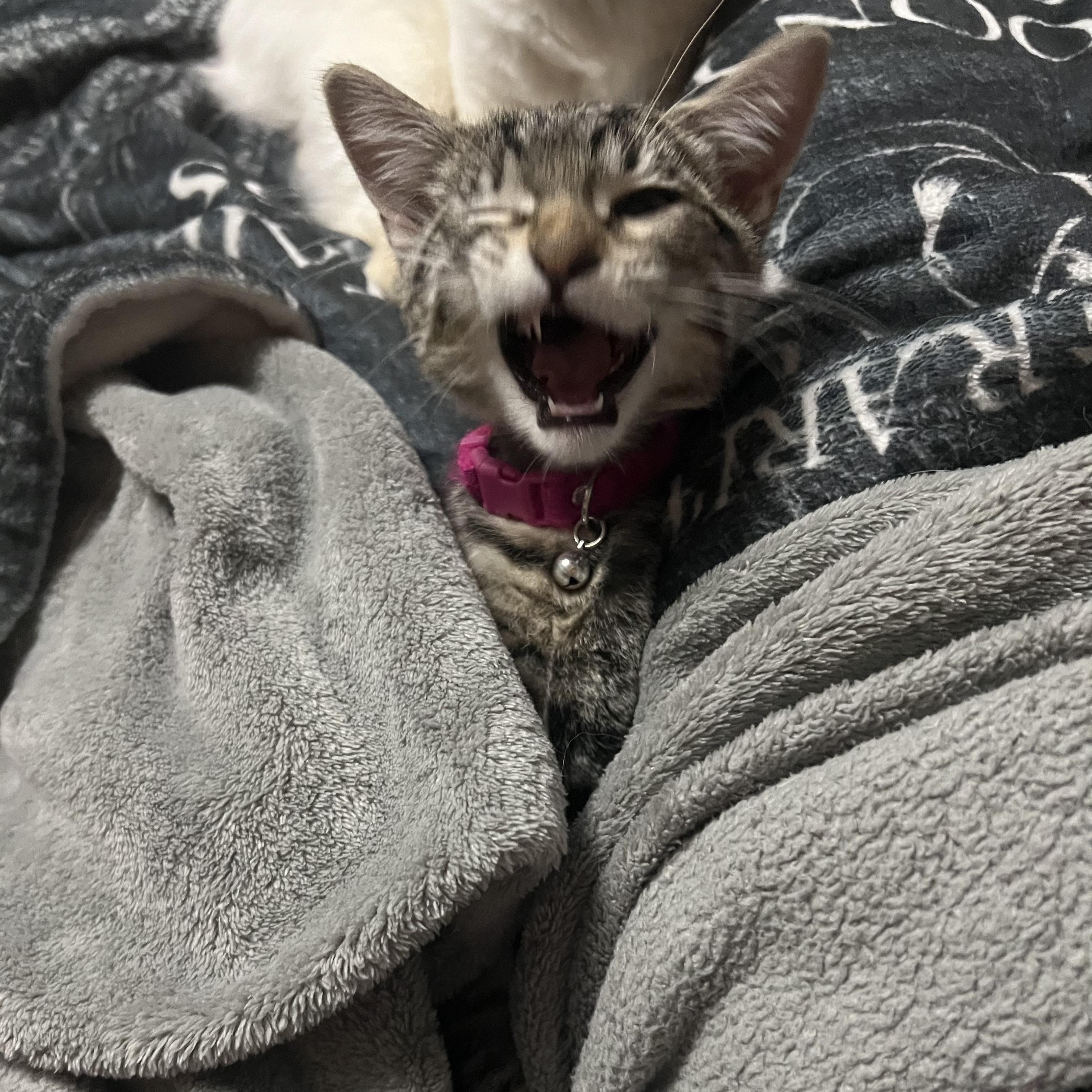 Abby, Adoptable, Kitten Female Domestic Short Hair.