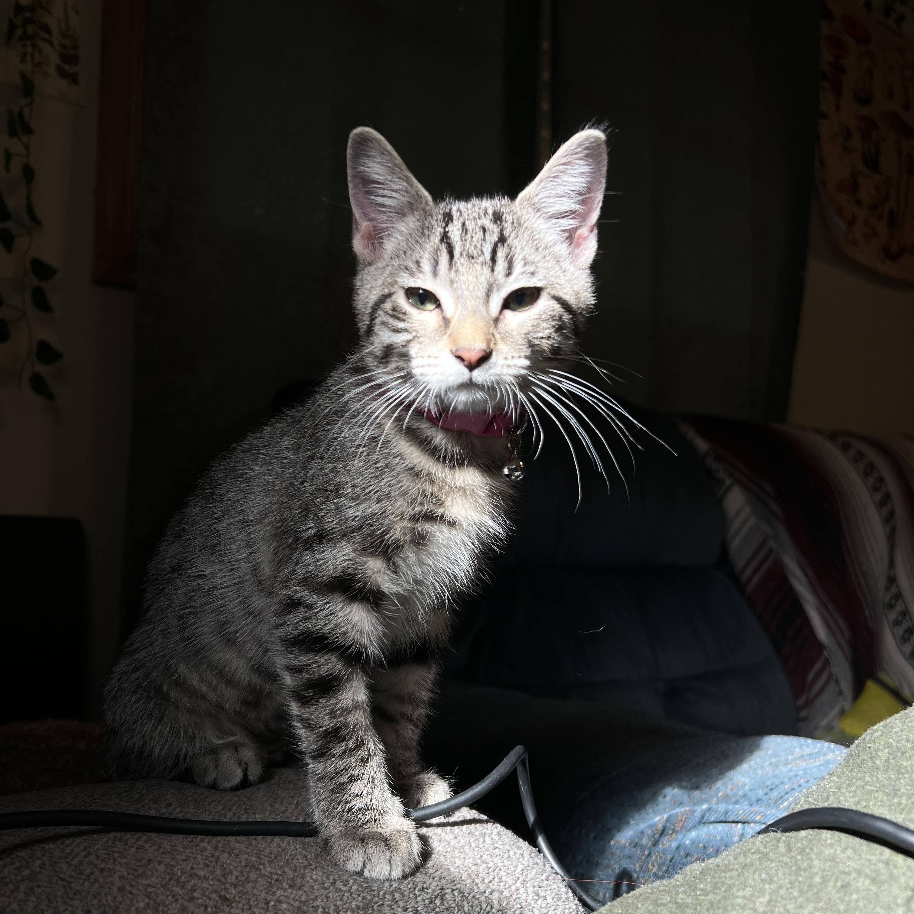 Abby, a Adoptable Domestic Short Hair in Manhattan, KS image 2/2