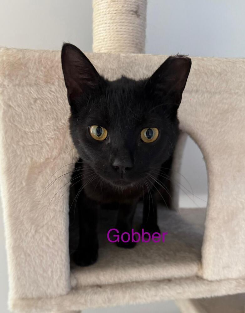 Gobber, Adoptable, Young Male Domestic Short Hair.