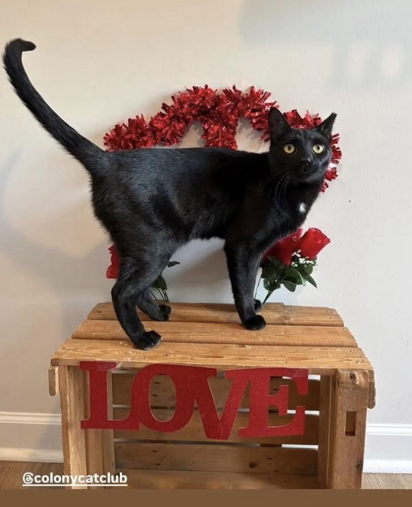 Gobber, a Adoptable Domestic Short Hair in Oak Park, MI image 2/2