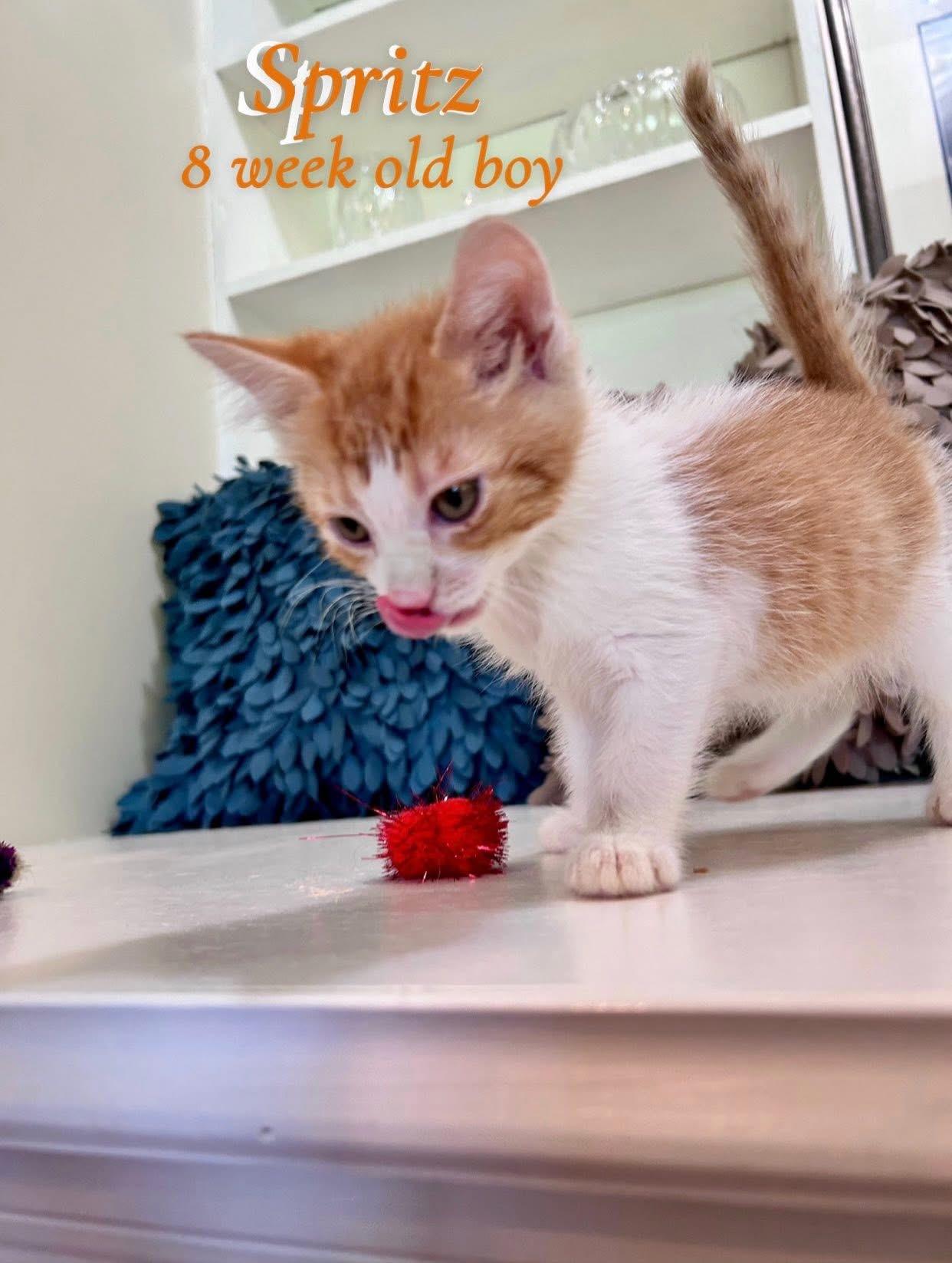 Enlarge Spritz, an adopted Domestic Medium Hair in Saginaw, MI image 3/3