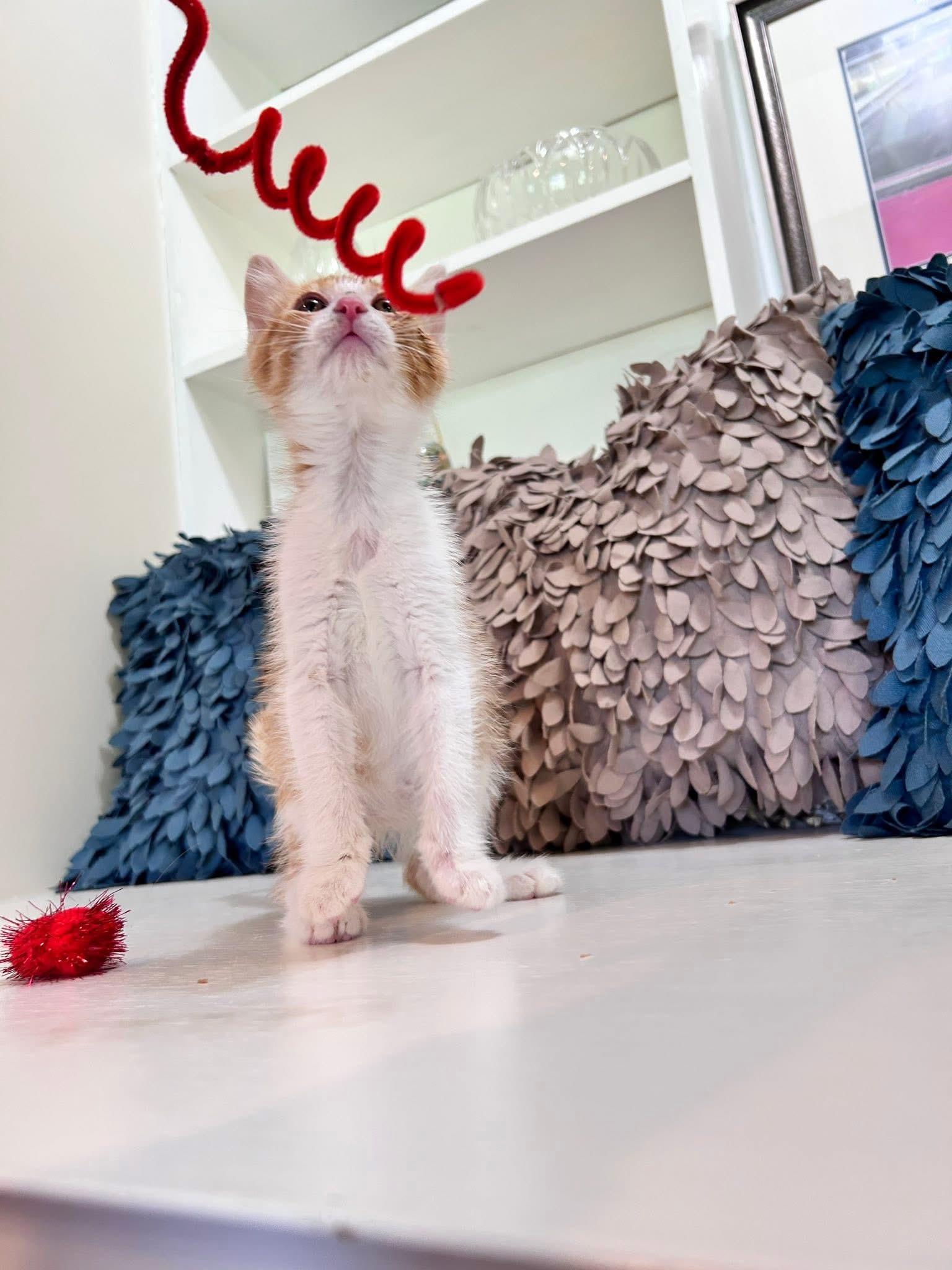 Enlarge Spritz, an adopted Domestic Medium Hair in Saginaw, MI image 2/3
