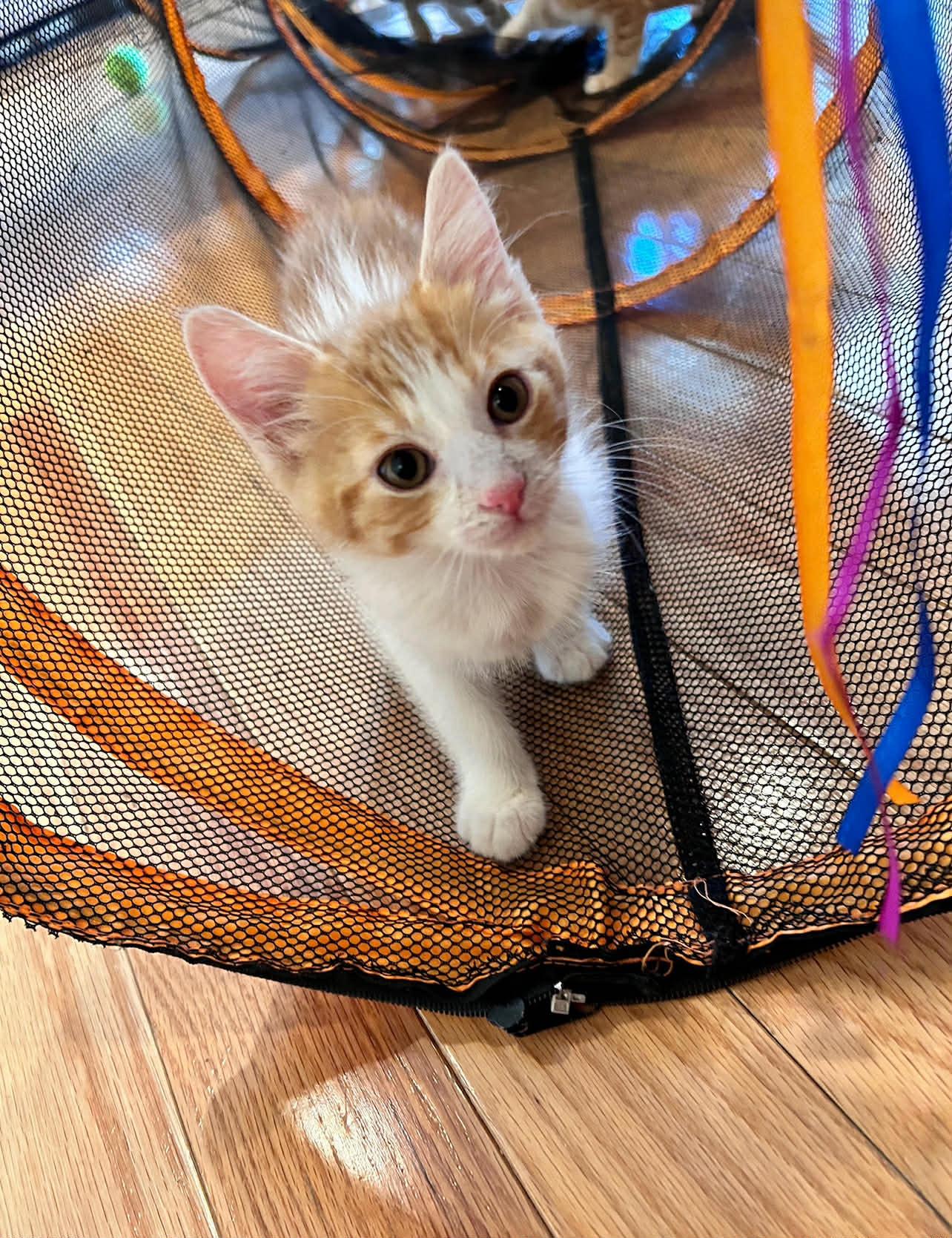 Enlarge Spritz, an adopted Domestic Medium Hair in Saginaw, MI image 1/3