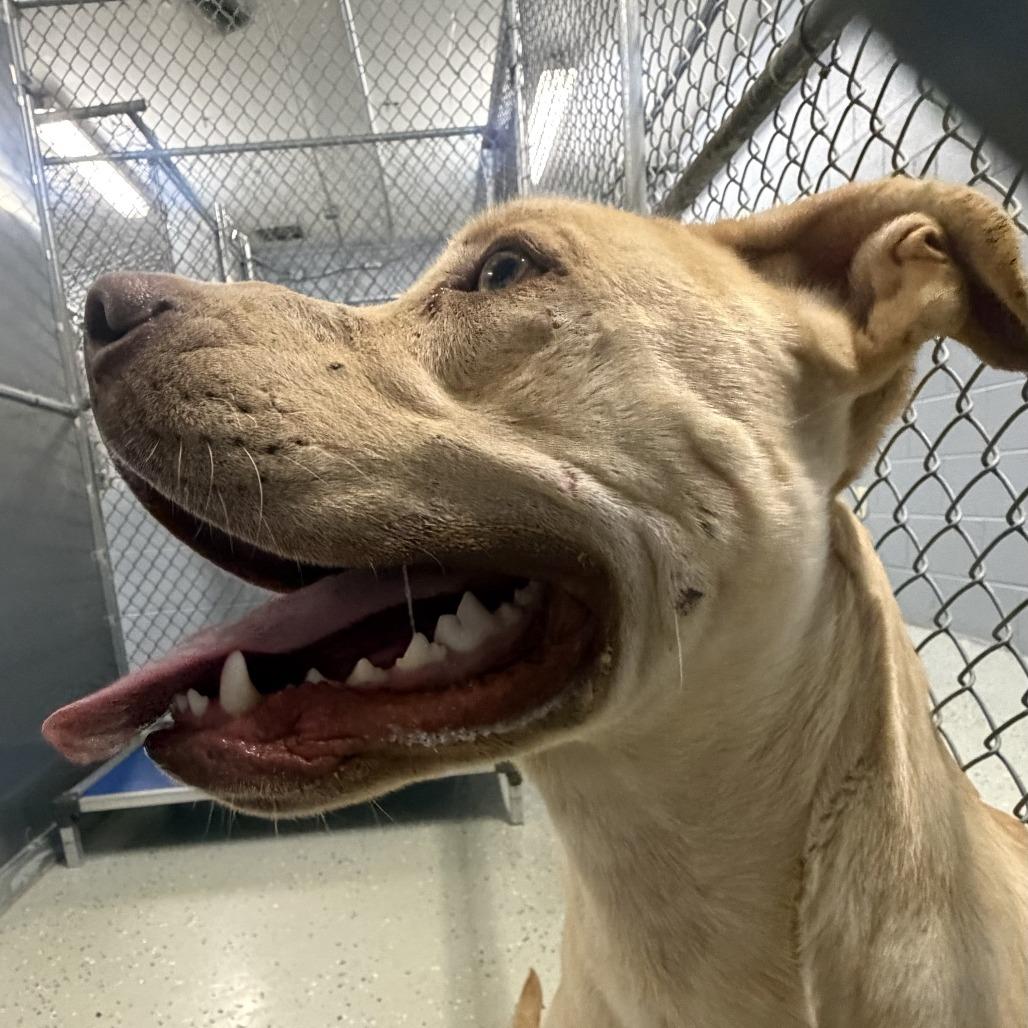Nero, Adoptable, Young Male Terrier & Labrador Retriever.