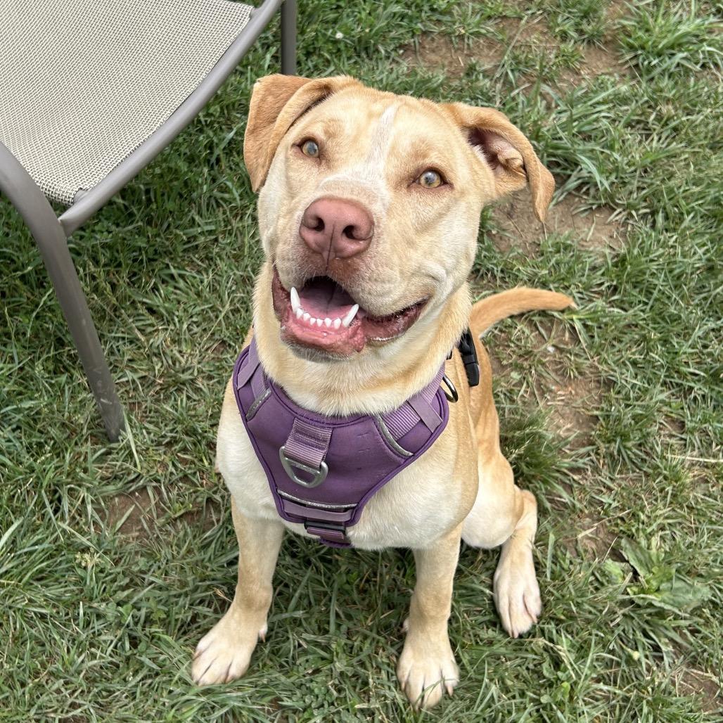 Nero, a Adoptable mixed breed in Marion, VA image 2/6