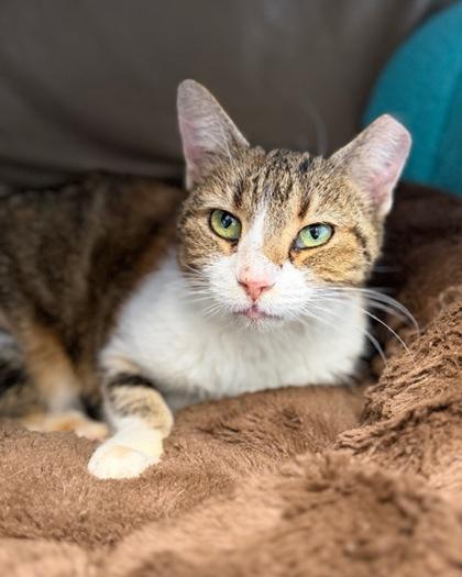 Enlarge Pumpkin, a Adoptable mixed breed in Saint Petersburg, FL image 1/3