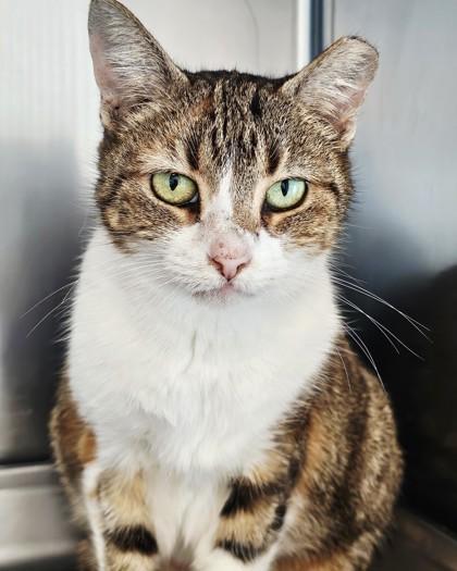 Enlarge Pumpkin, a Adoptable mixed breed in Saint Petersburg, FL image 2/3