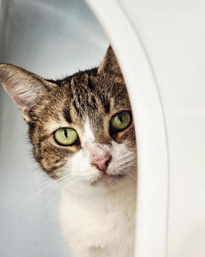 Enlarge Pumpkin, a Adoptable mixed breed in Saint Petersburg, FL image 2/3