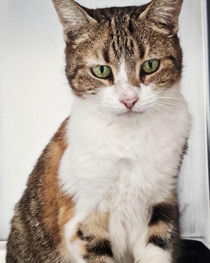 Enlarge Pumpkin, a Adoptable mixed breed in Saint Petersburg, FL image 3/3