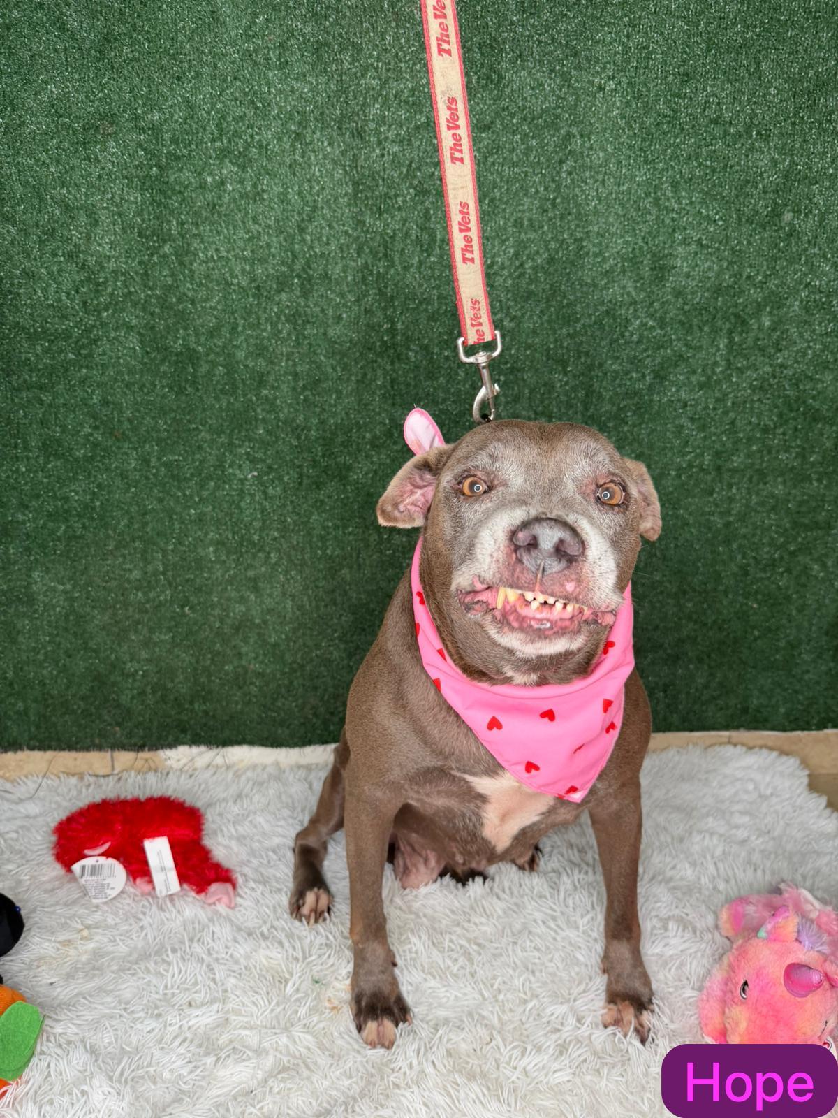 Hopeful HOPE, ADOPTABLE, Senior Female American Bully & American Bulldog.