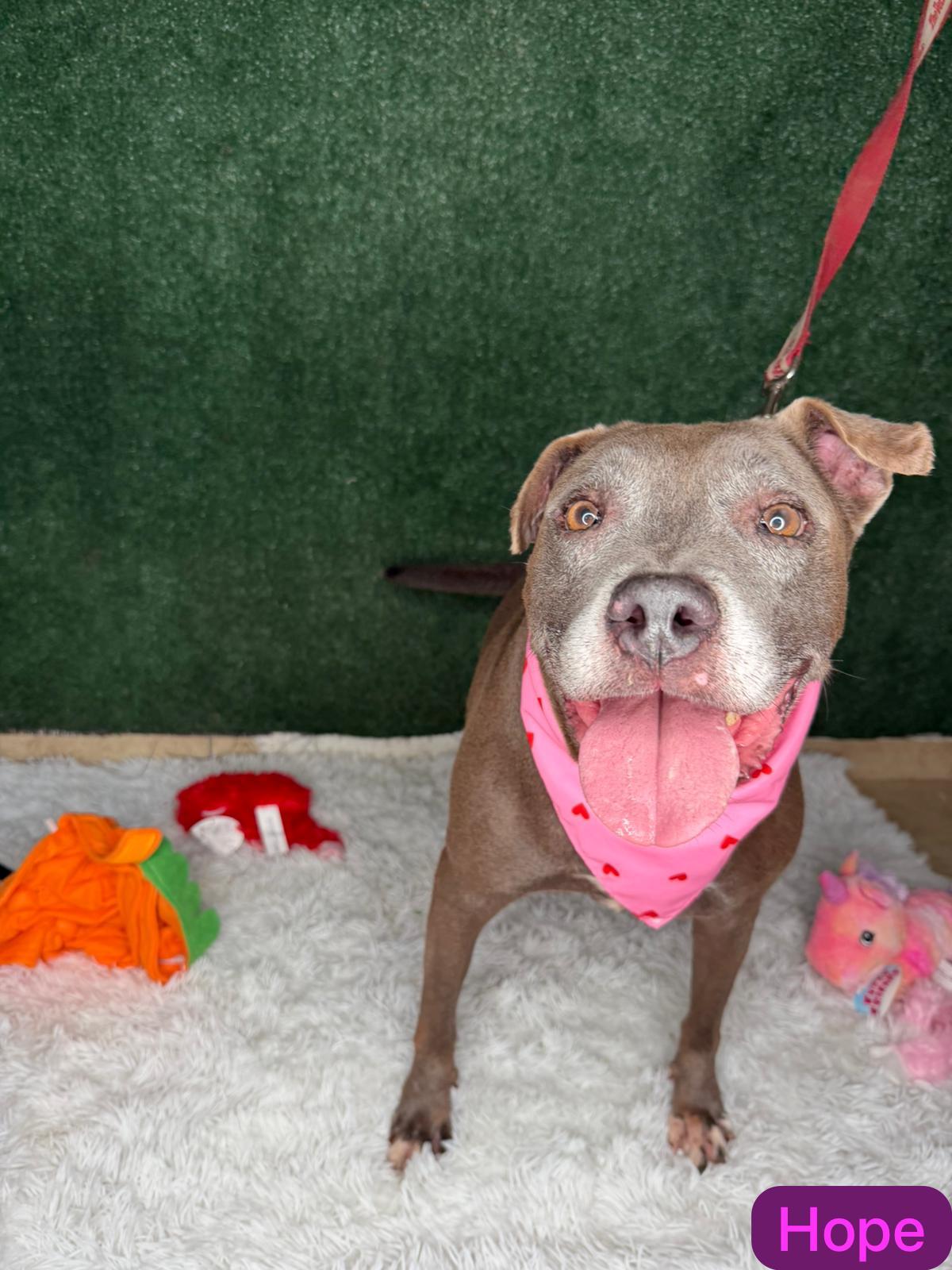 Hopeful HOPE, a ADOPTABLE mixed breed in Punta Santiago, PR image 2/5