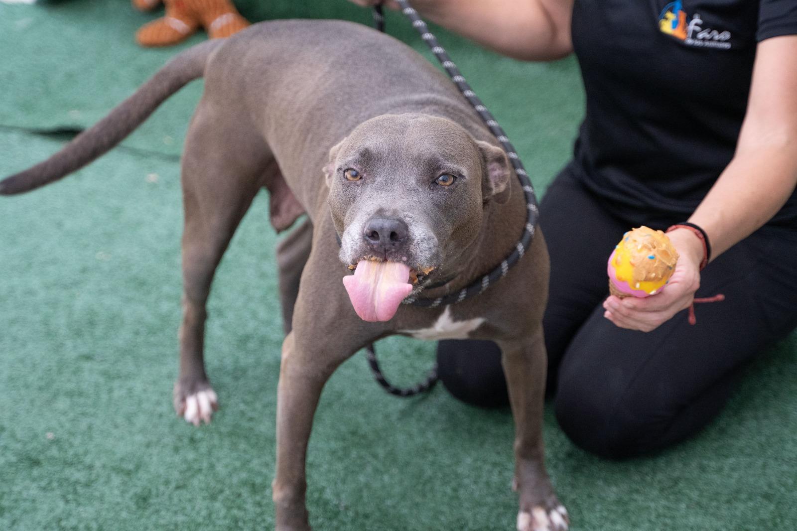 Hopeful HOPE, a ADOPTABLE mixed breed in Punta Santiago, PR image 3/5