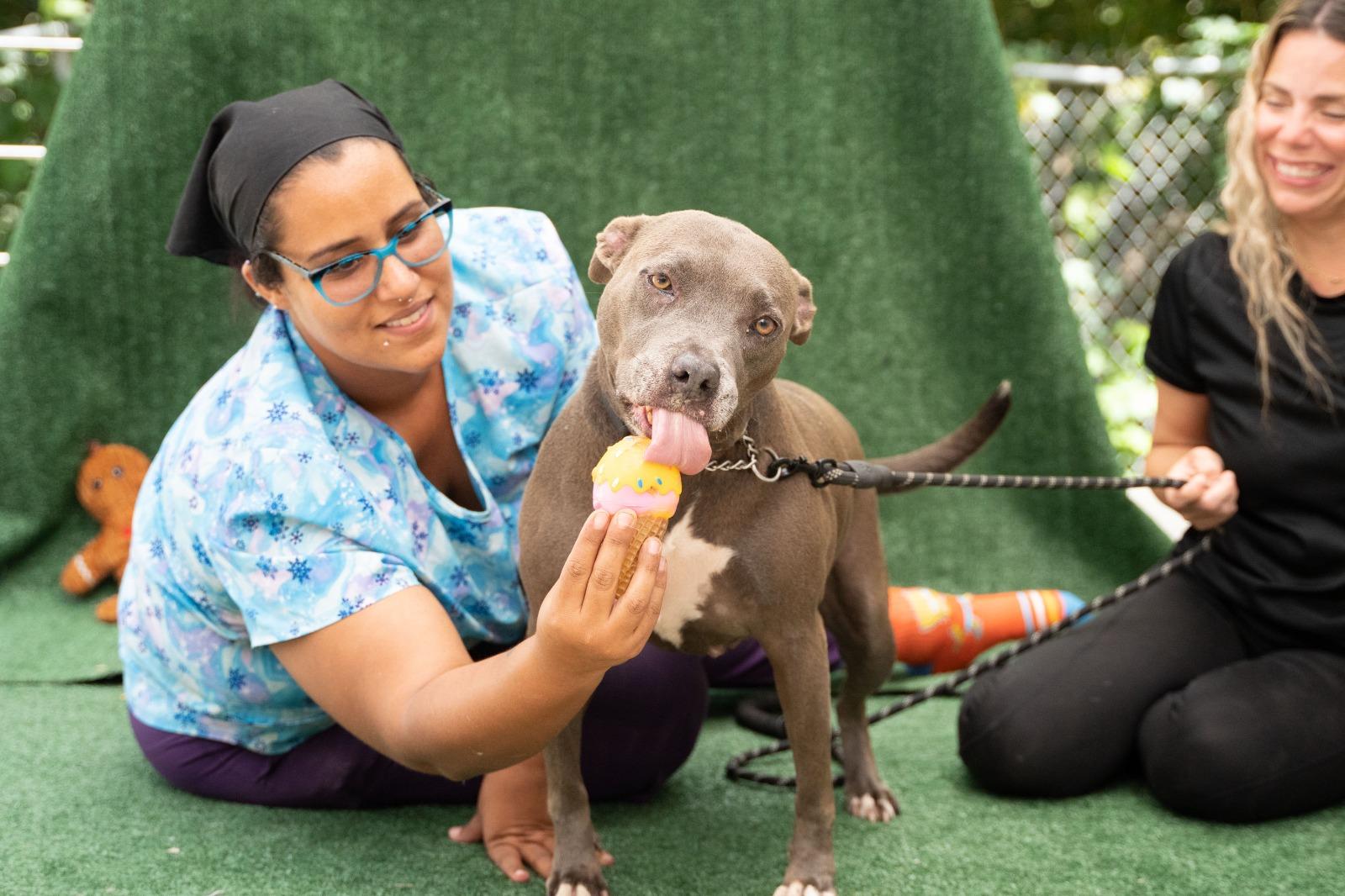 Hopeful HOPE, a ADOPTABLE mixed breed in Punta Santiago, PR image 4/5