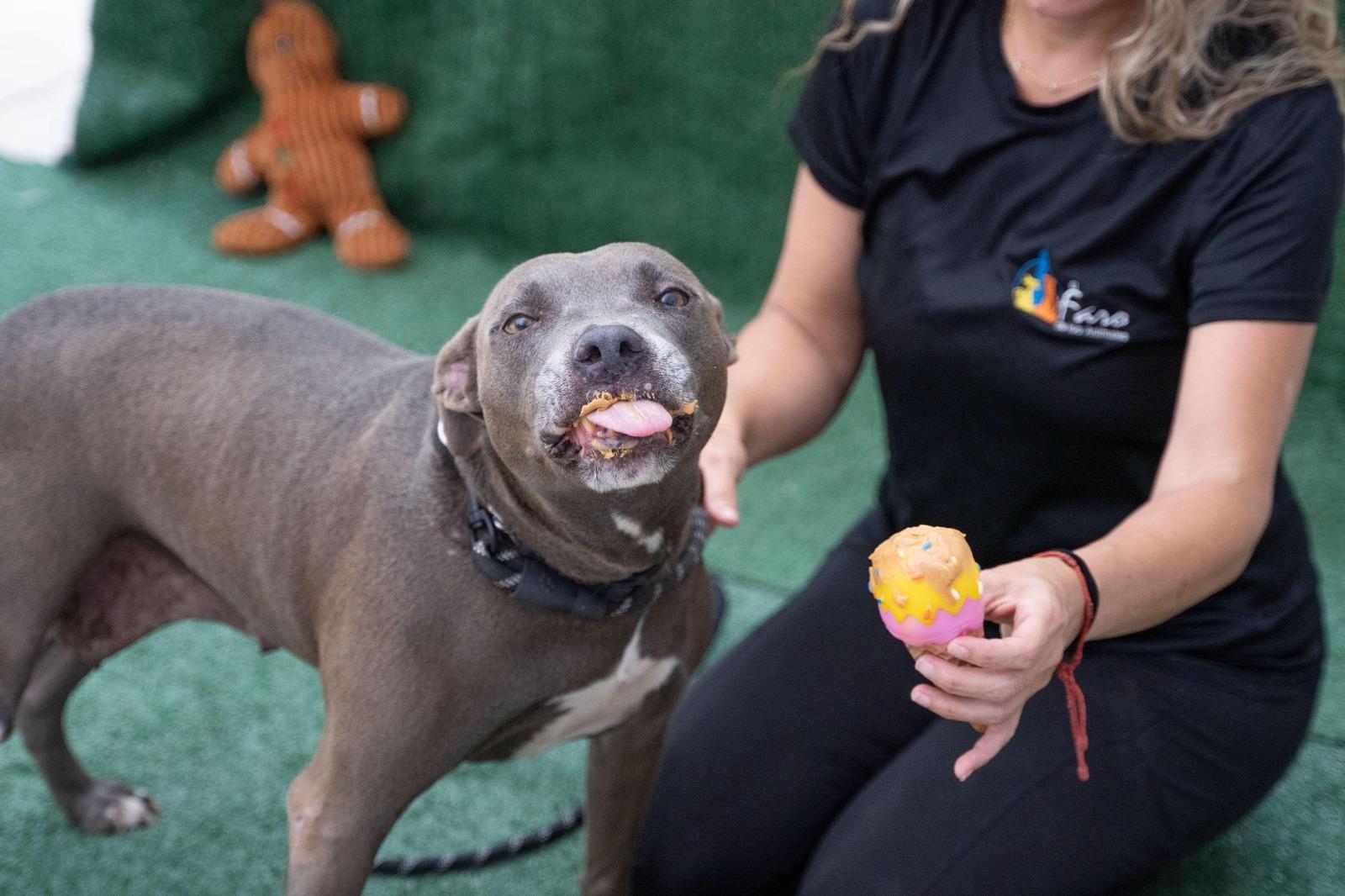 Hopeful HOPE, a ADOPTABLE mixed breed in Punta Santiago, PR image 5/5