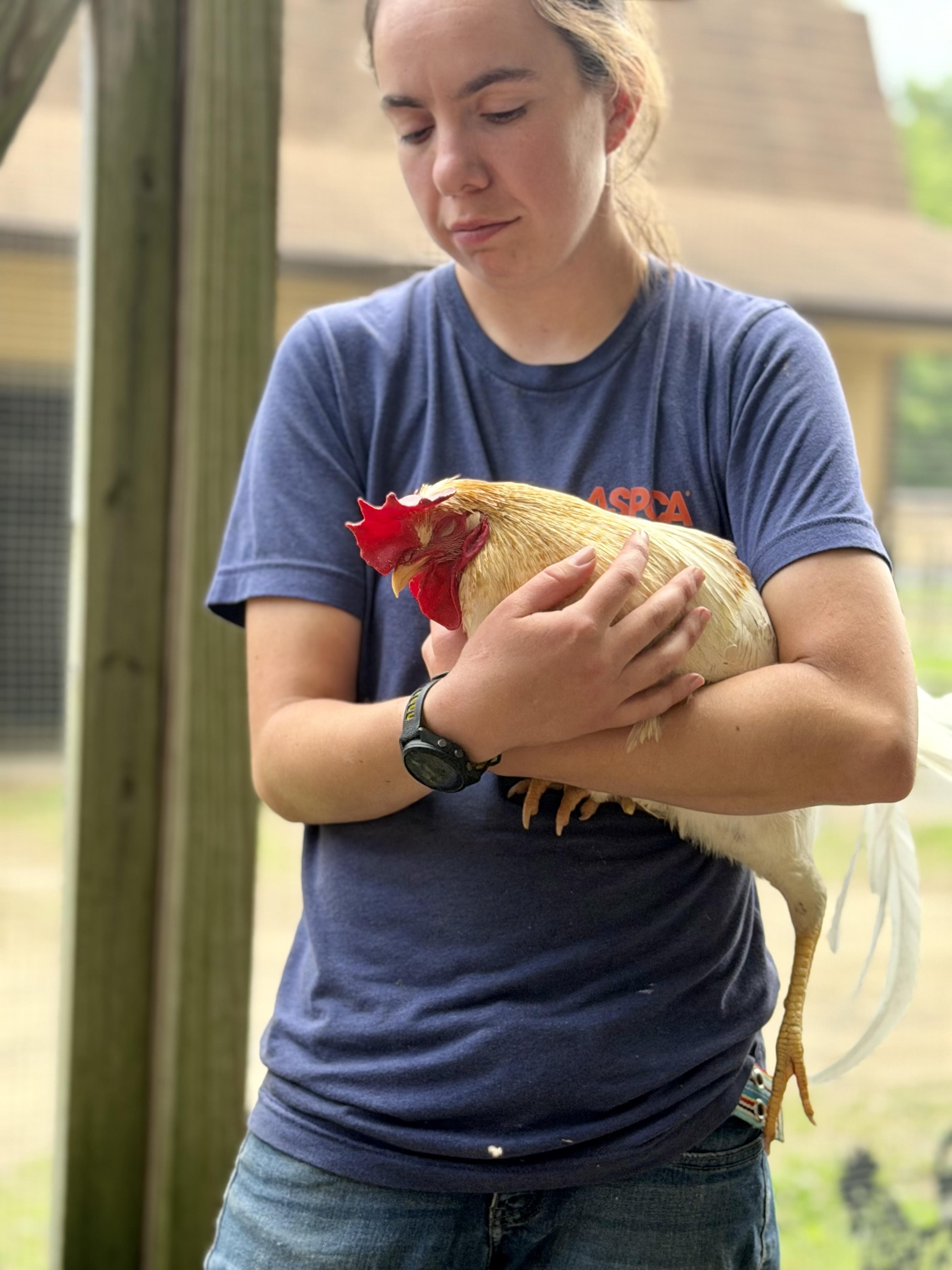 Jack, a ADOPTABLE Chicken in Ravenna, OH image 2/3