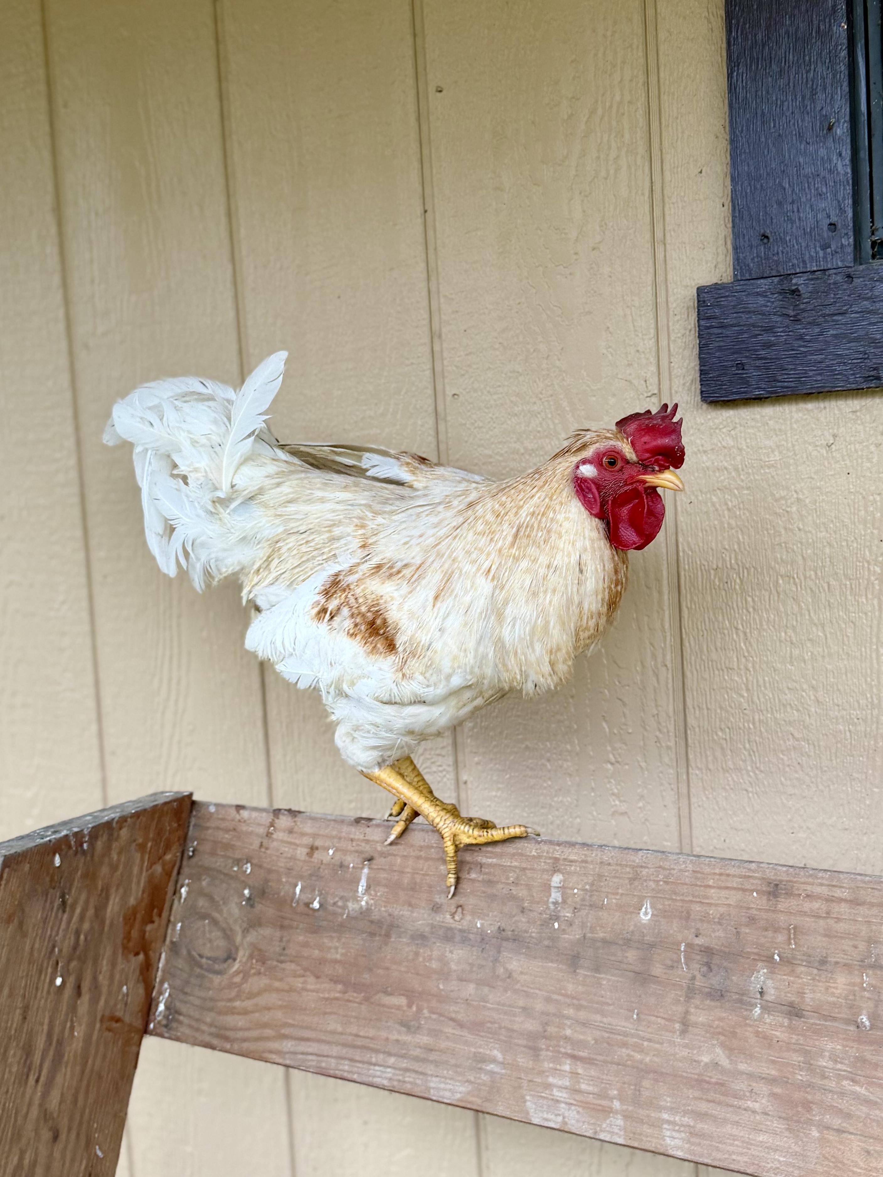 Enlarge Jack, a ADOPTABLE Chicken in Ravenna, OH image 1/1