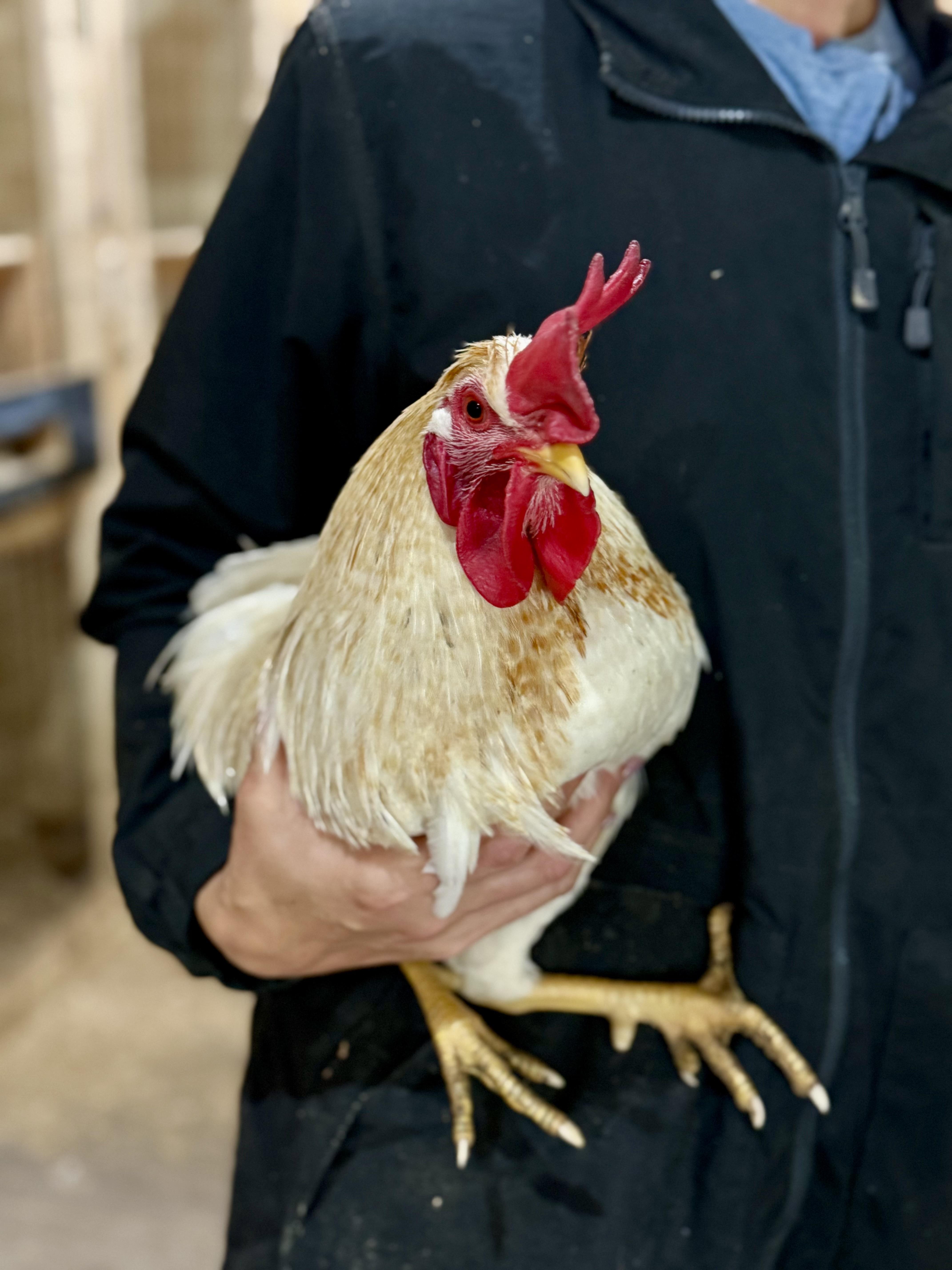 Jack, a ADOPTABLE Chicken in Ravenna, OH image 1/3