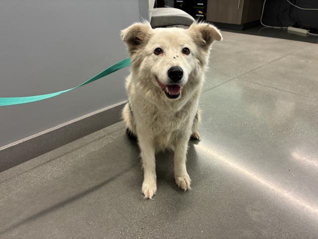 TERESA, Adoptable, Adult Female Border Collie.