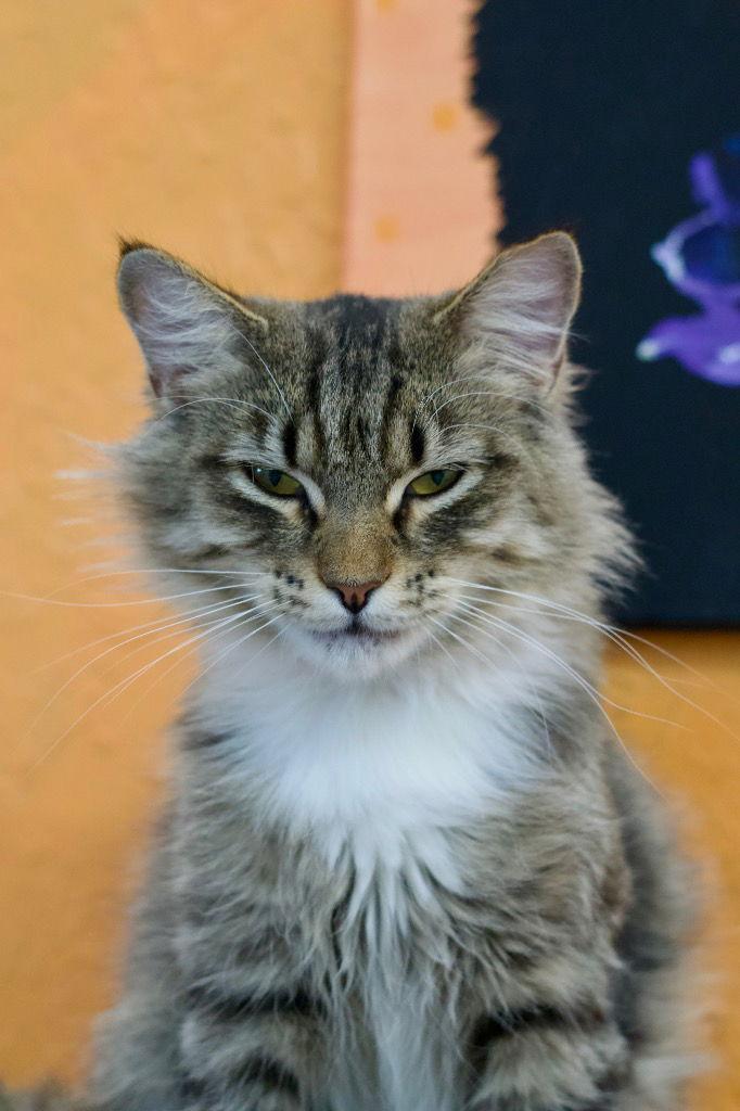 Enlarge Petunia, a Adoptable Domestic Medium Hair in Saint George, UT image 2/3