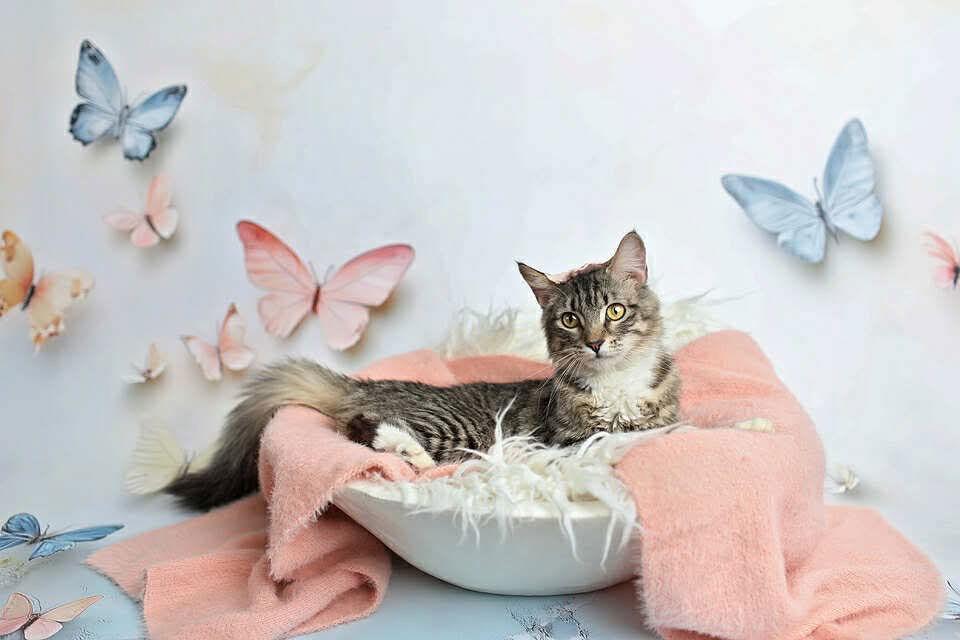 Enlarge Petunia, a Adoptable Domestic Medium Hair in Saint George, UT image 3/3