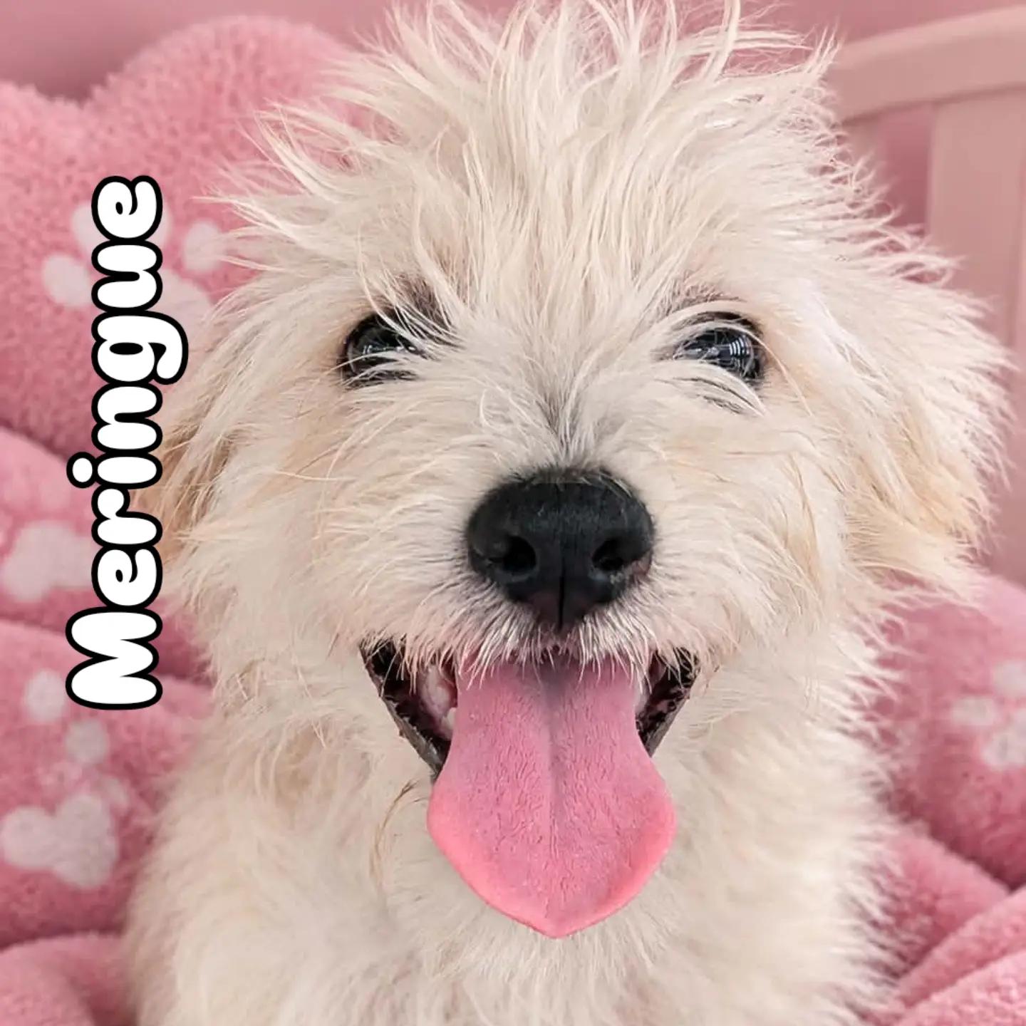 Enlarge Meringue, a Adopted mixed breed in San Jose, CA image 1/1