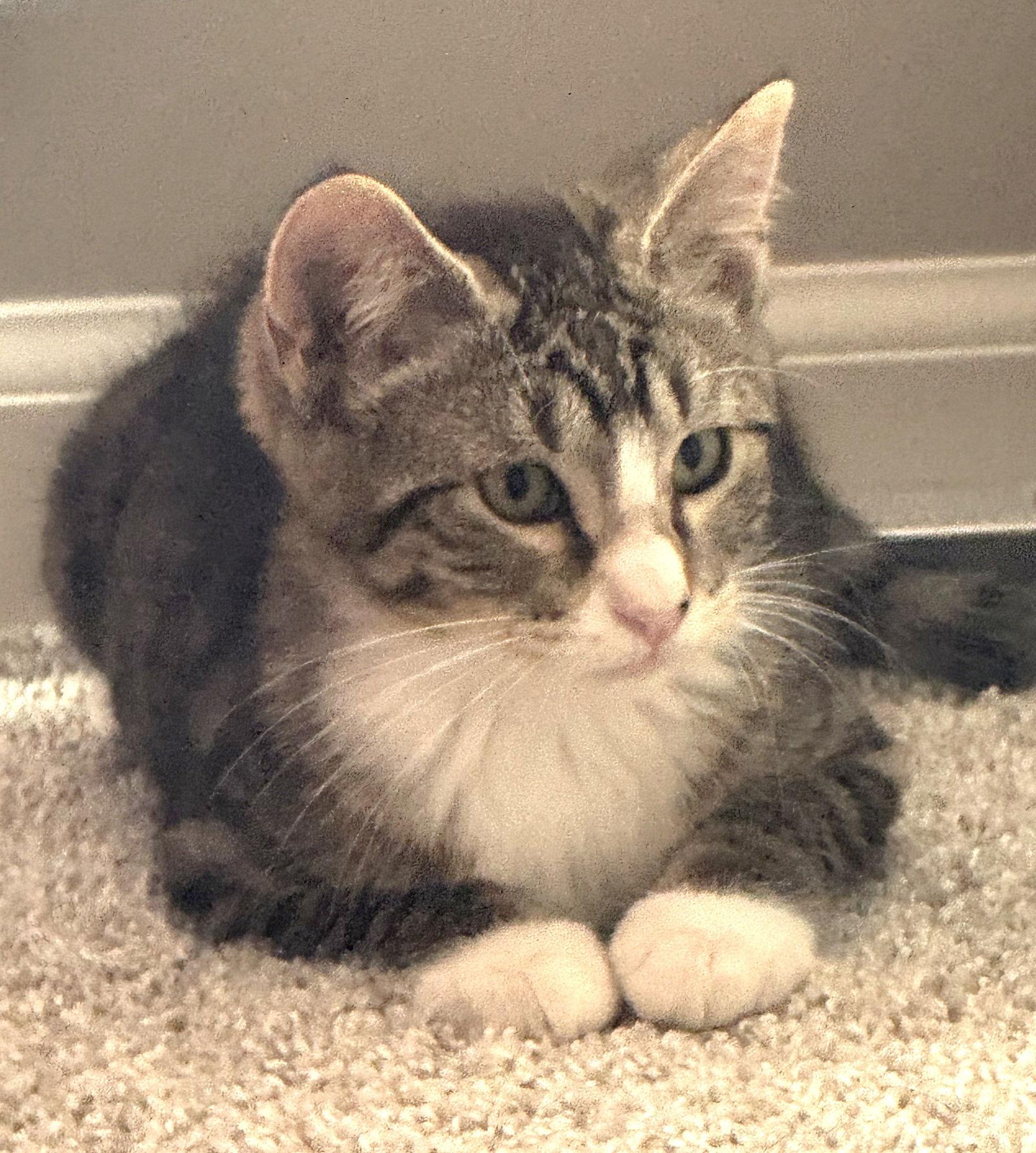 Tigger, Adopted, Kitten Male Domestic Short Hair.