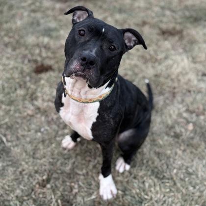 Uno, ADOPTABLE, Adult Female Mixed Breed.