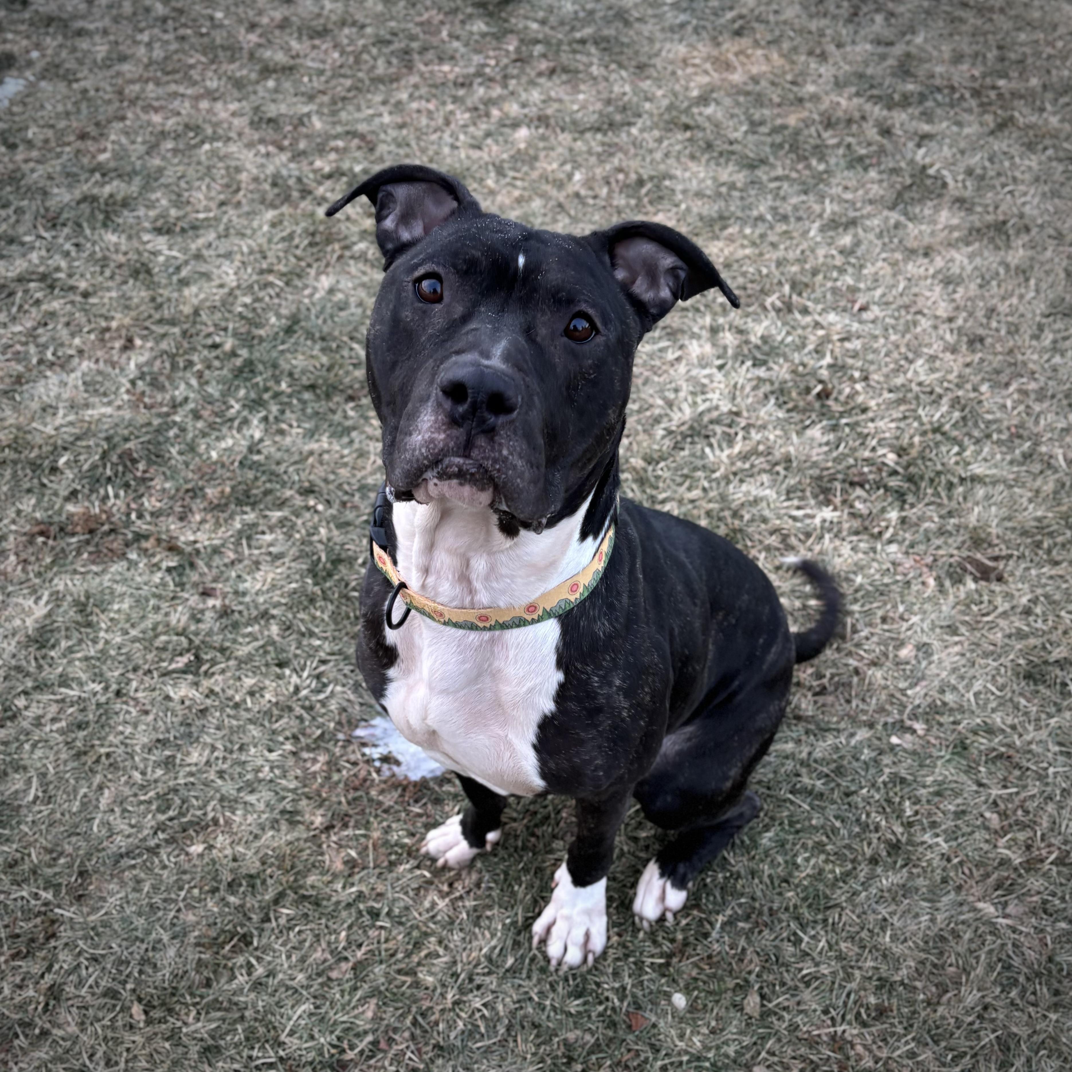 Enlarge Uno, a ADOPTABLE mixed breed in Dubuque, IA image 2/3