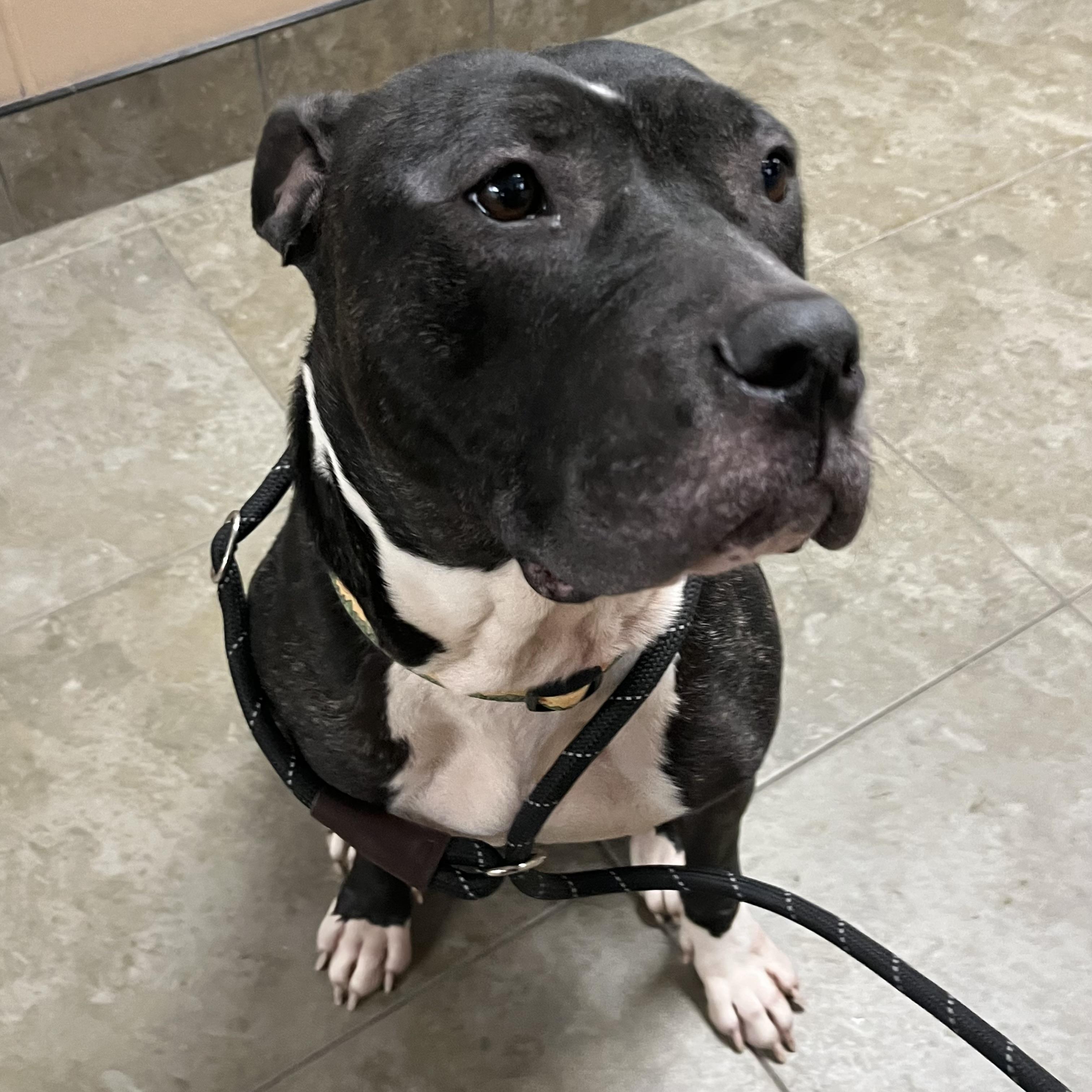 Enlarge Uno, a ADOPTABLE mixed breed in Dubuque, IA image 3/3