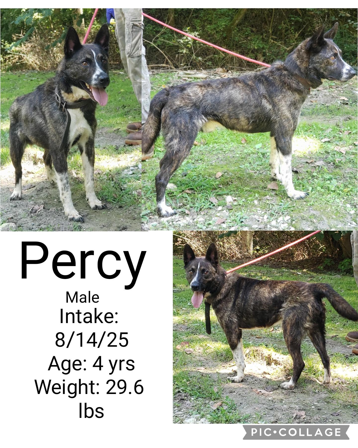 Enlarge Percy, a Adoptable mixed breed in Staffordsville, KY image 1/1