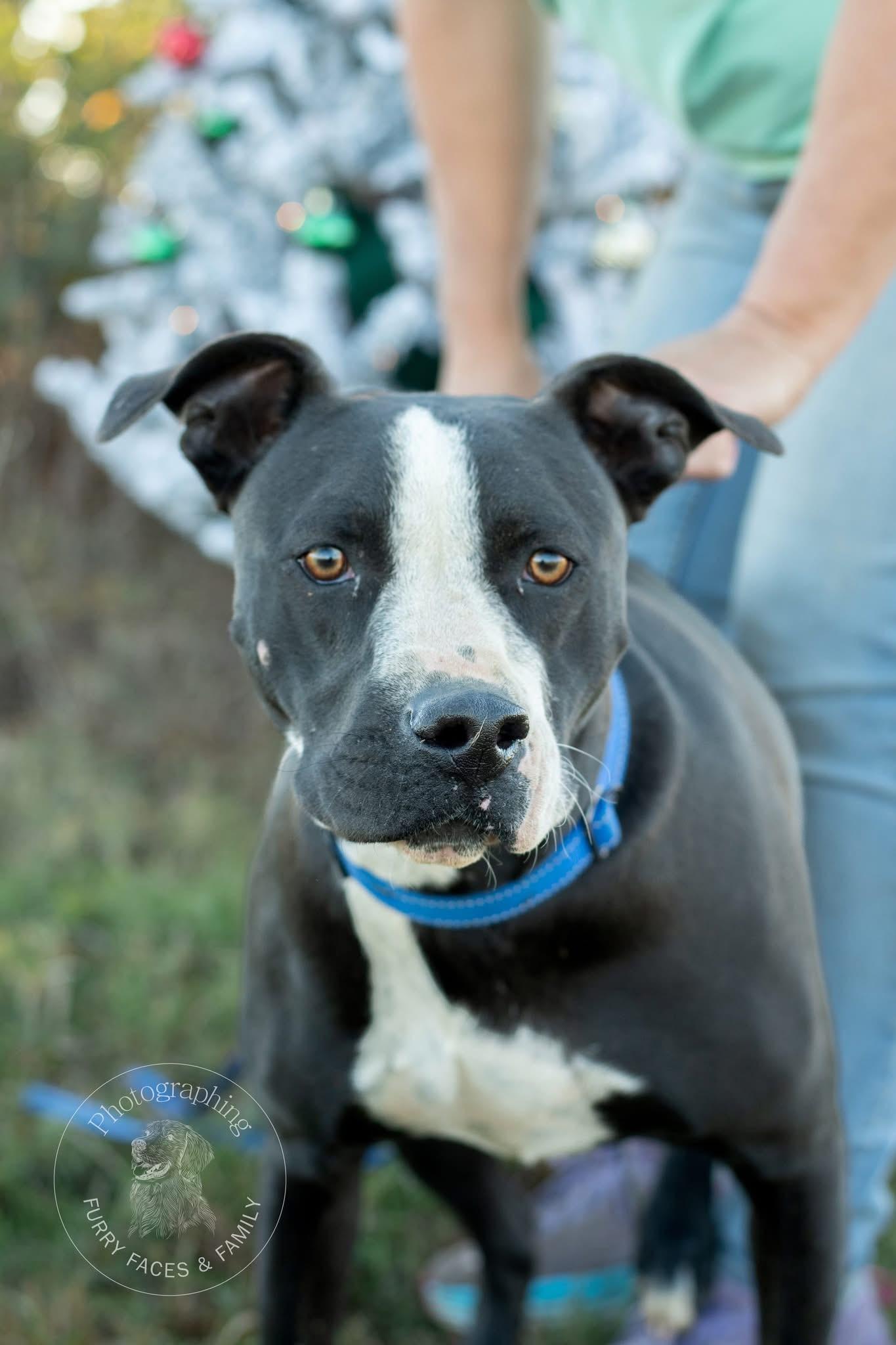 Sarge photo 1