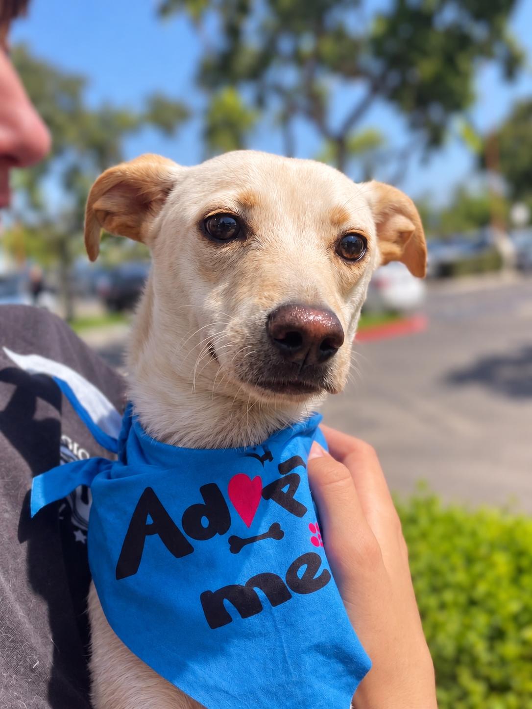 Enlarge Dalton, a Adoptable mixed breed in Encinitas, CA image 3/6