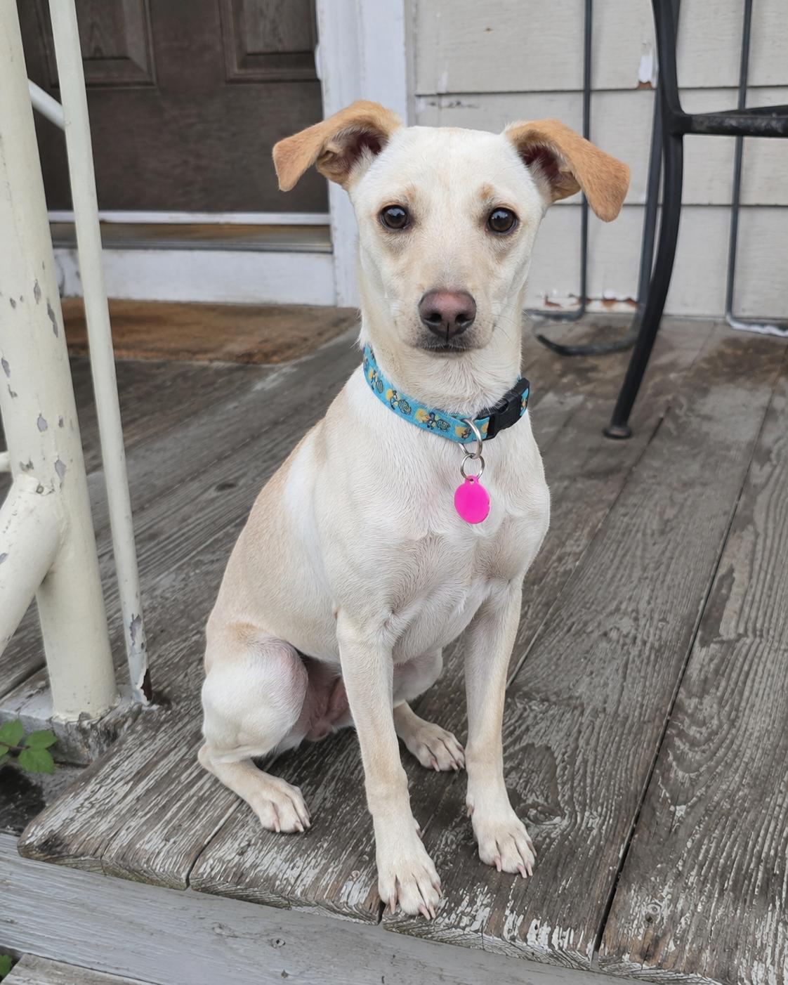 Enlarge Dalton, a Adoptable mixed breed in Encinitas, CA image 2/6