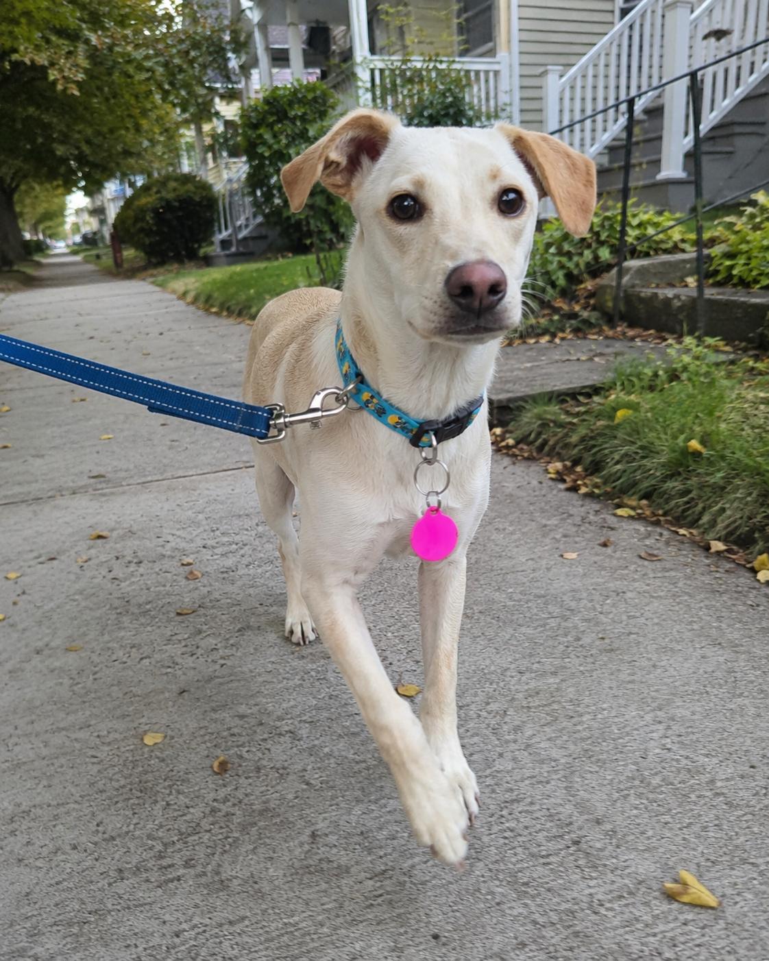Enlarge Dalton, a Adoptable mixed breed in Encinitas, CA image 4/6