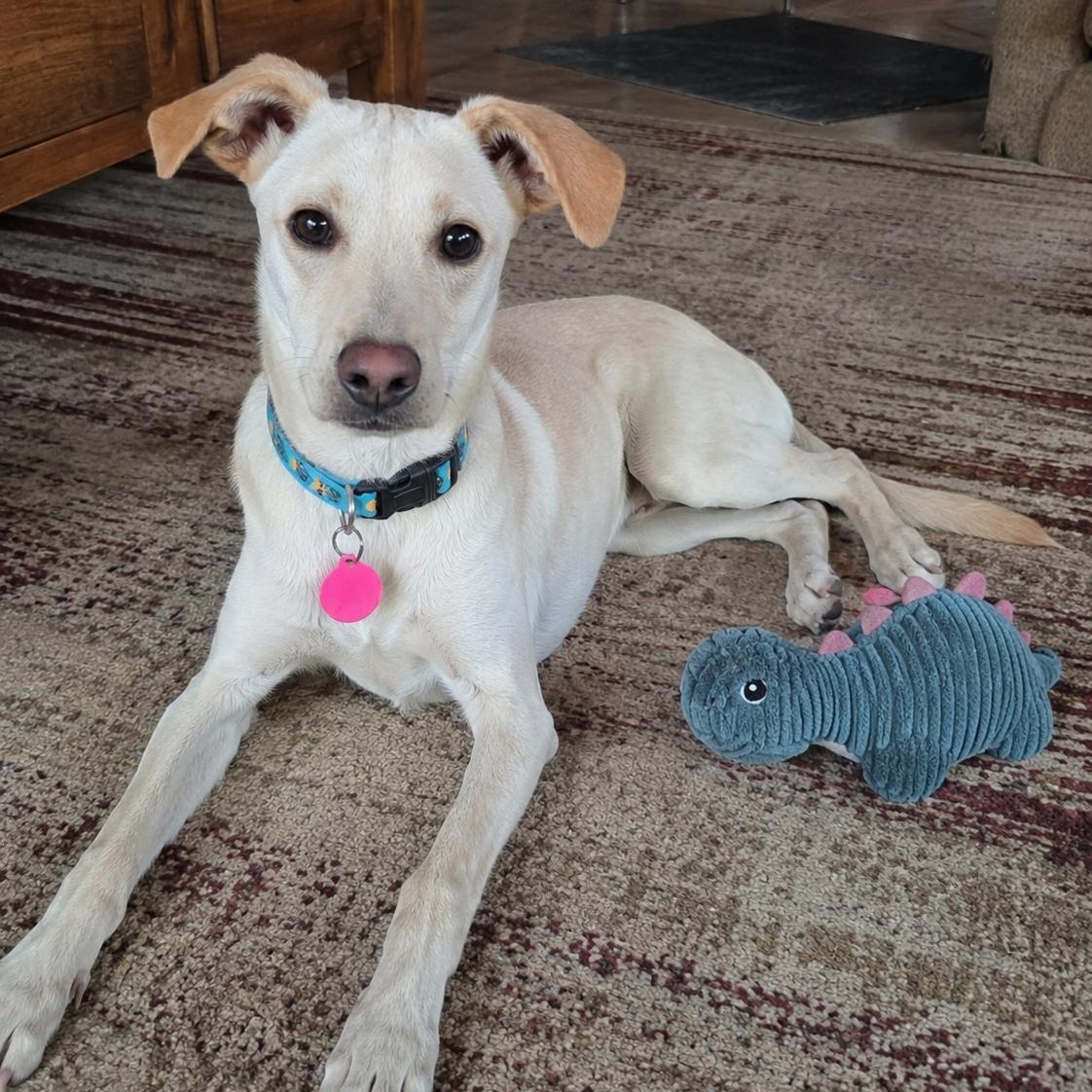 Enlarge Dalton, a Adoptable mixed breed in Encinitas, CA image 1/6