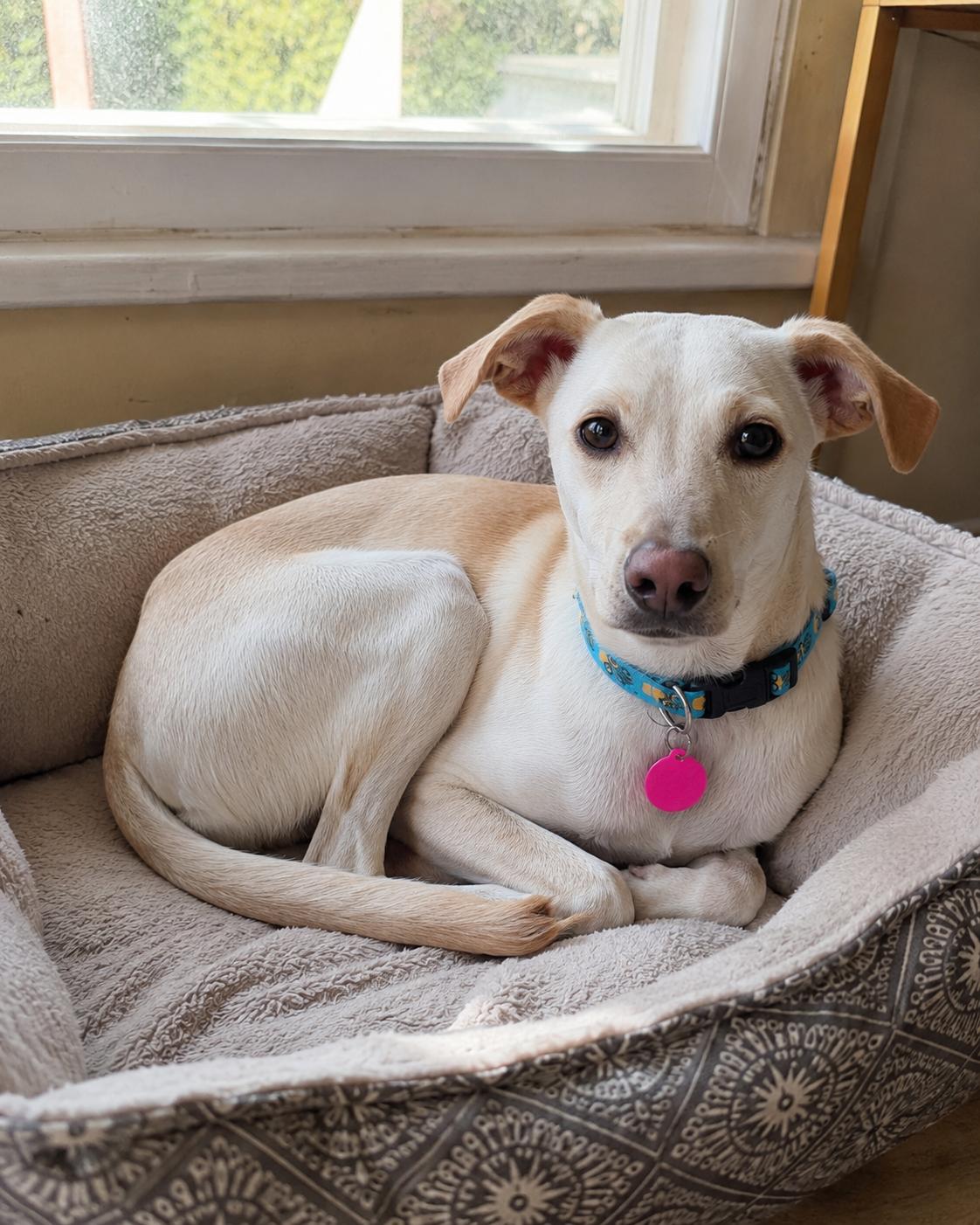 Enlarge Dalton, a Adoptable mixed breed in Encinitas, CA image 5/6