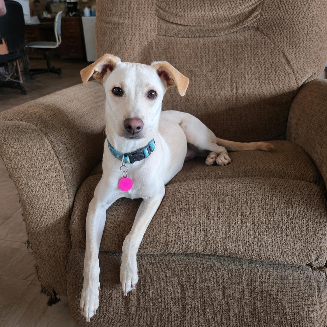 Enlarge Dalton, a Adoptable mixed breed in Encinitas, CA image 6/6