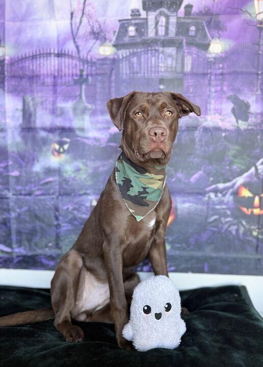 Waylon, Adoptable, Young Male Chocolate Labrador Retriever.